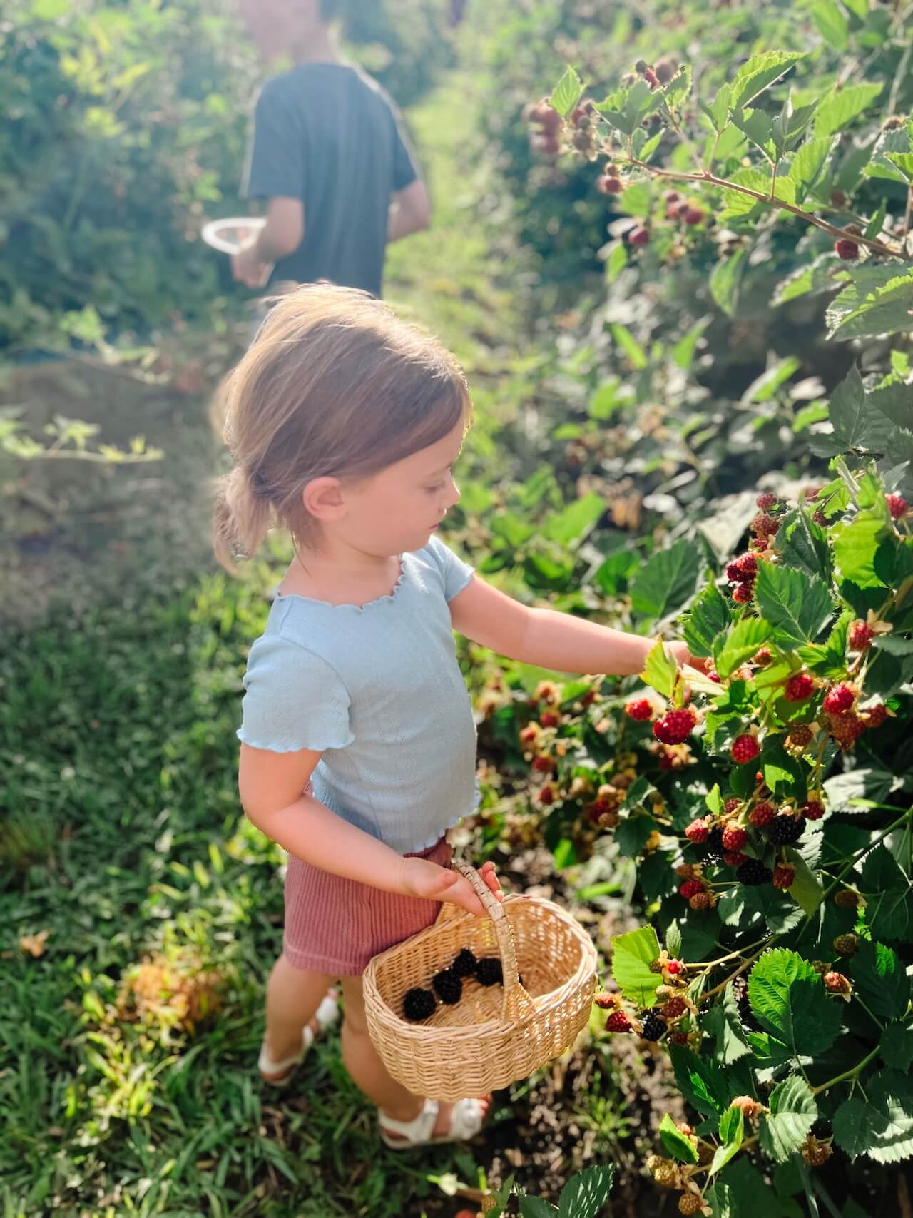 blackberry picking with kids - M Loves M @marmar