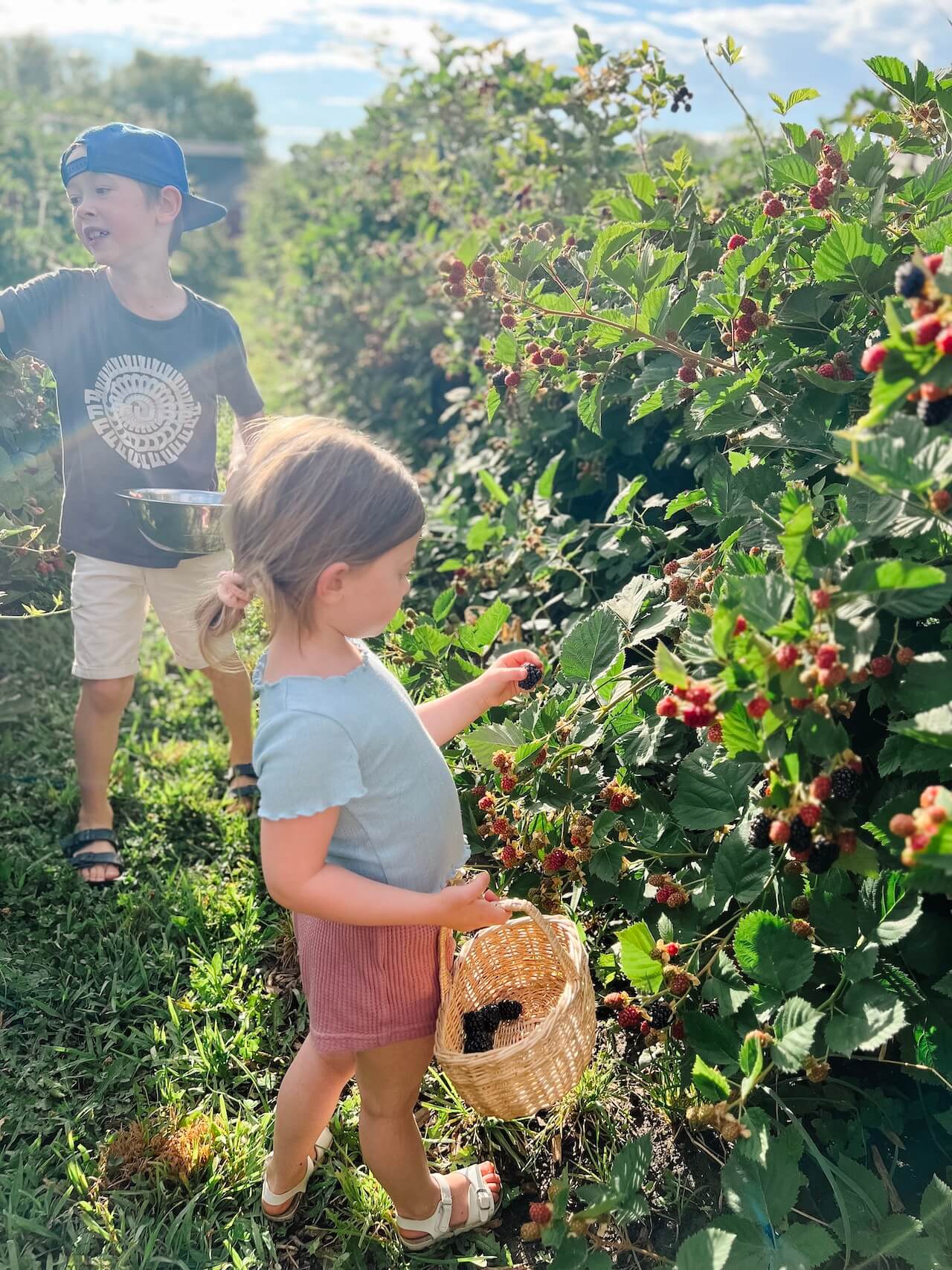 blackberry picking with kids in boise - M Loves M @marmar