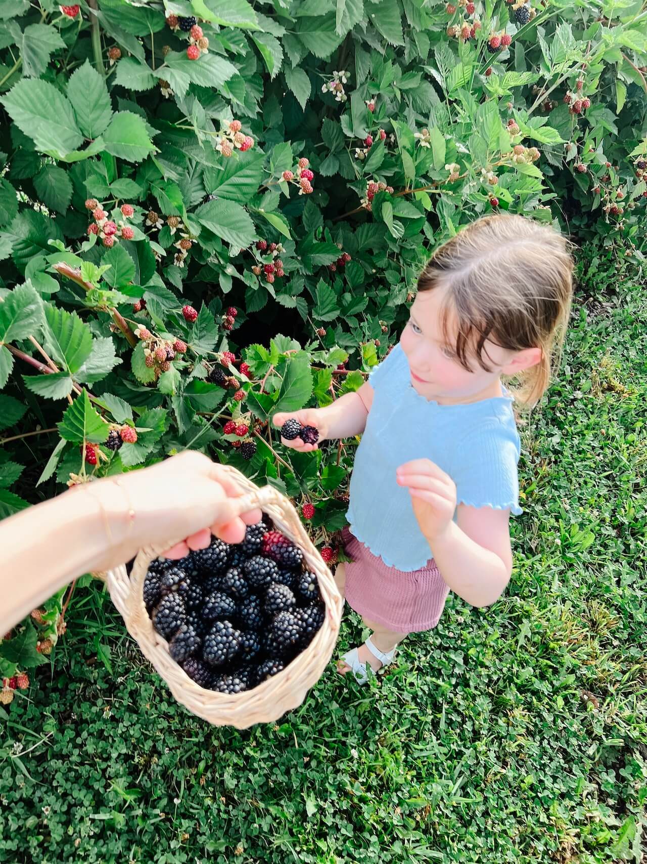 picking ripe blackberries - M Loves M @marmar